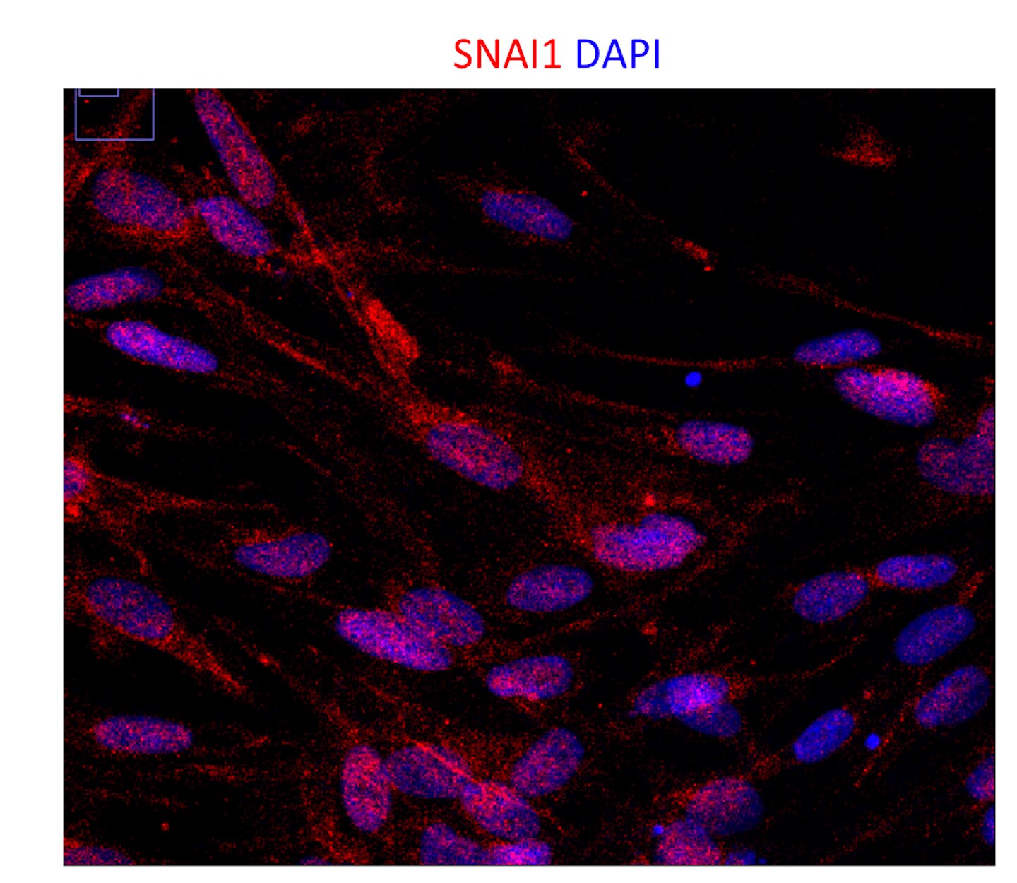 Human Snail Antibody AF3639