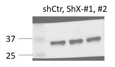 Human Snail Antibody AF3639
