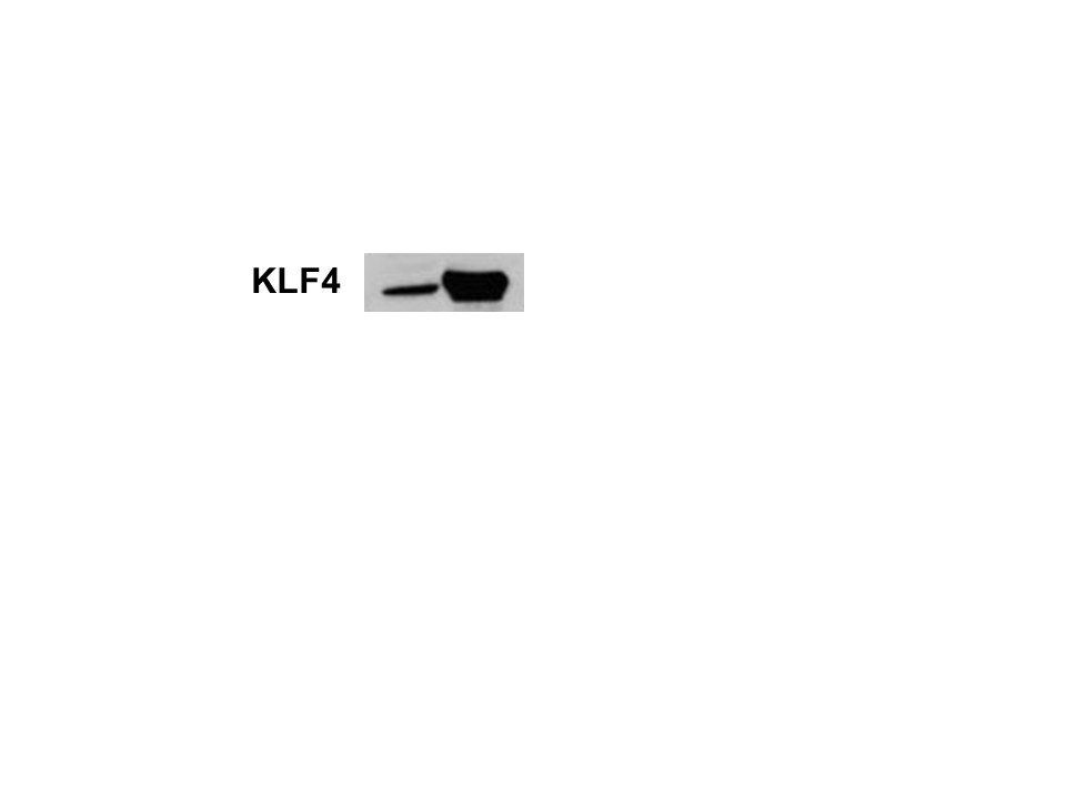 Human KLF4 Antibody AF3640