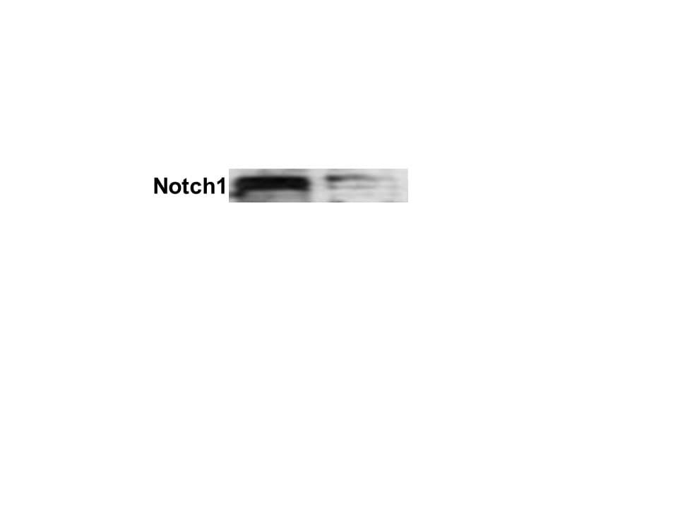 Human Notch‑1 Intracellular Domain Antibody AF3647