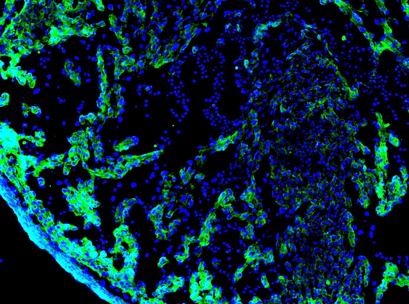 Human Notch‑1 Intracellular Domain Antibody AF3647
