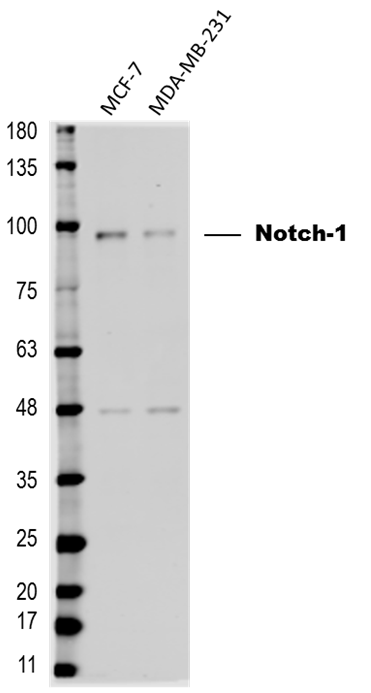 Human Notch‑1 Intracellular Domain Antibody AF3647