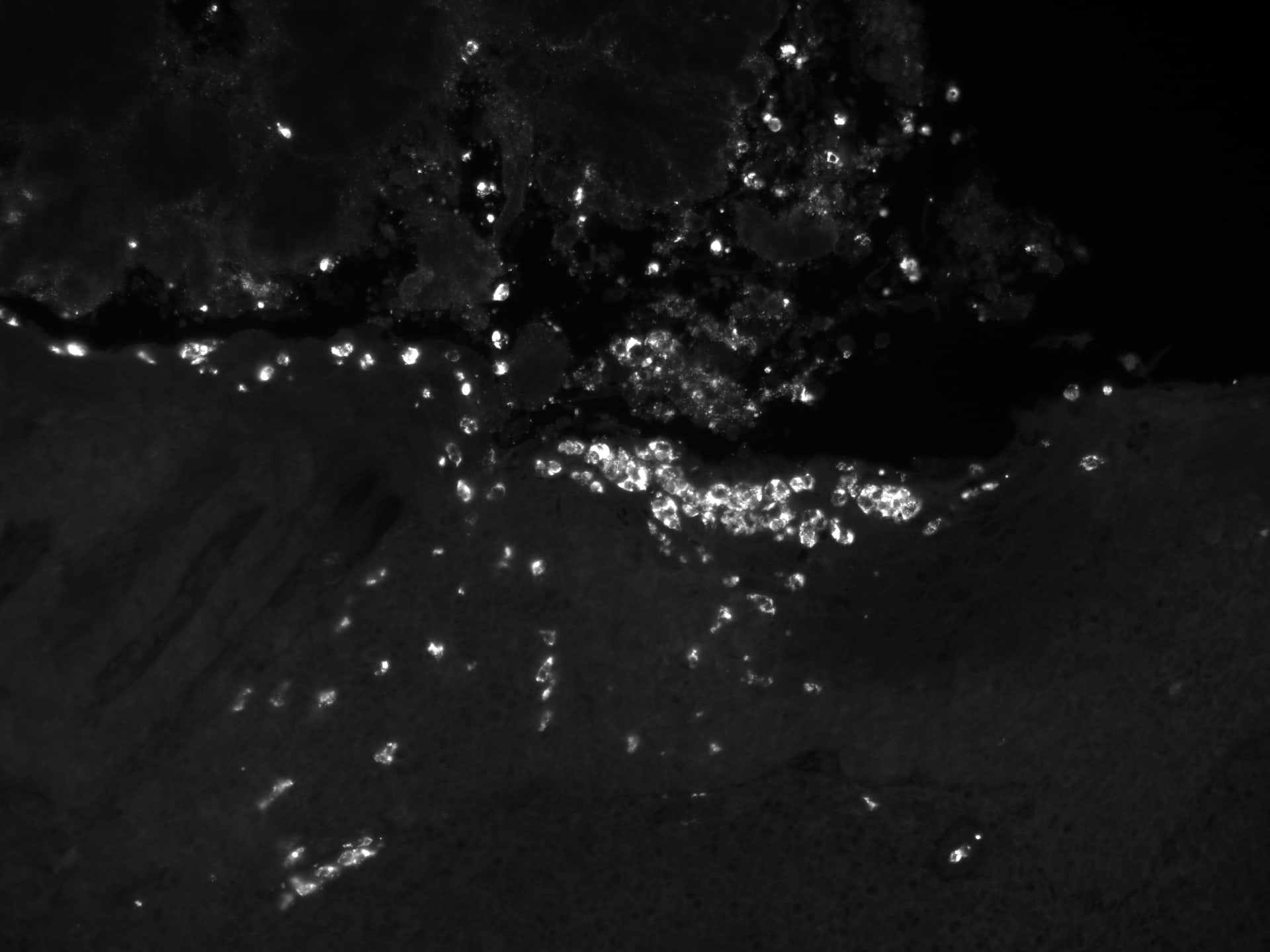 Human/Mouse Myeloperoxidase/MPO Antibody AF3667