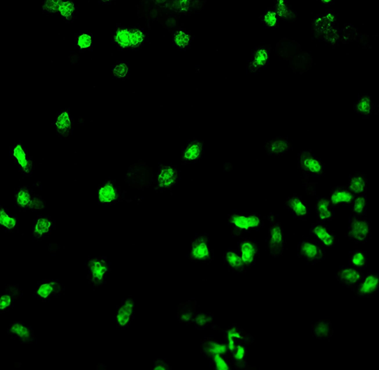 Human/Mouse Myeloperoxidase/MPO Antibody AF3667