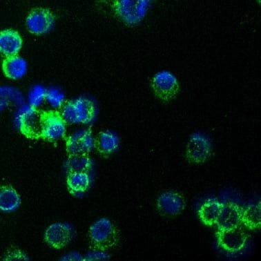 Human/Mouse Myeloperoxidase/MPO Antibody AF3667