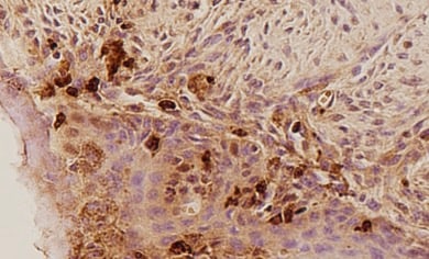 Human/Mouse Myeloperoxidase/MPO Antibody AF3667