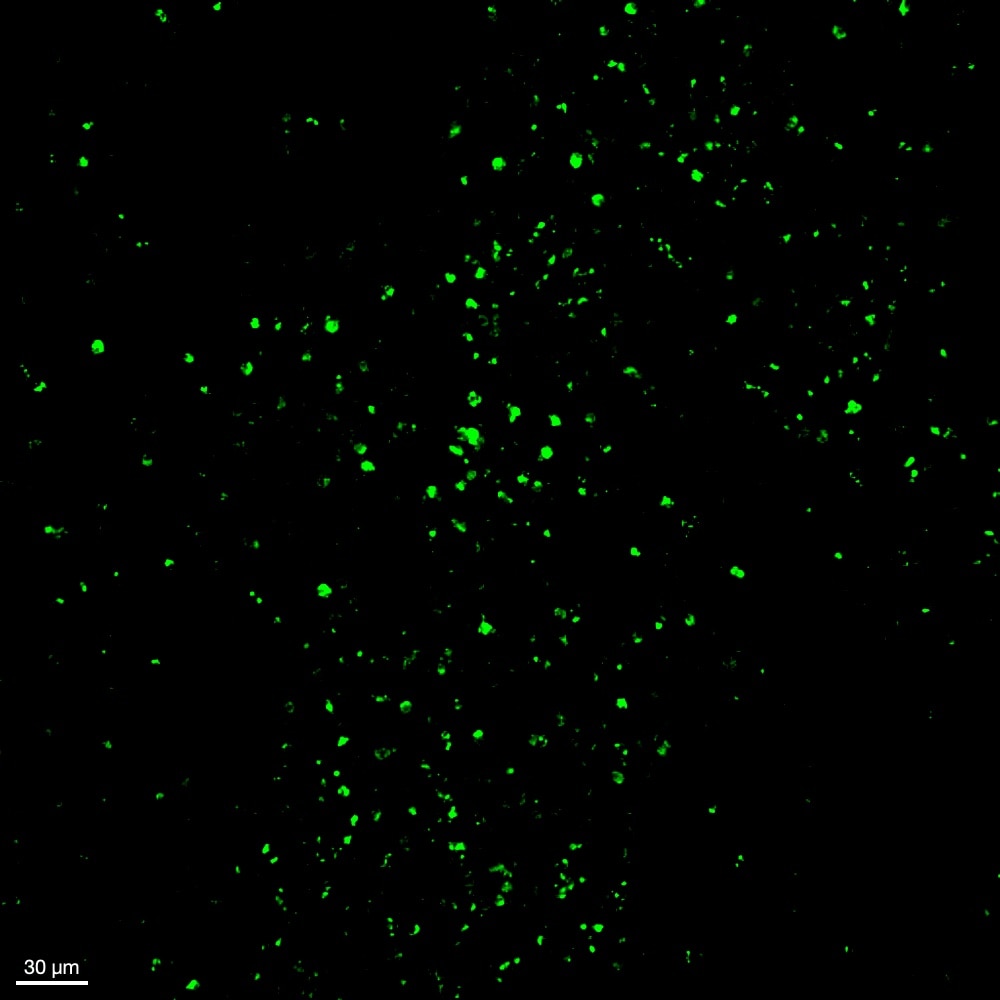 Human/Mouse Myeloperoxidase/MPO Antibody AF3667