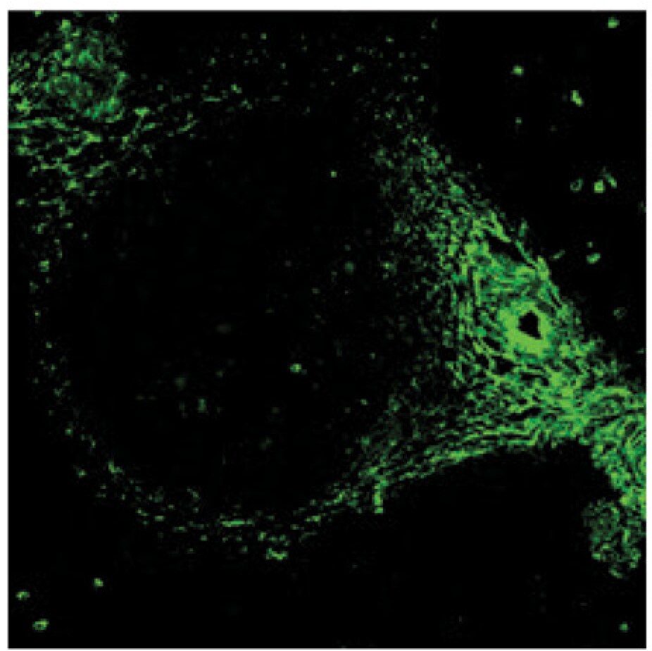 Human CCL21/6Ckine Antibody AF366