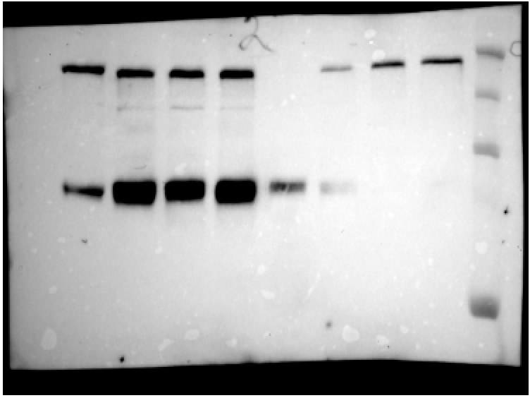 Human/Mouse GLI‑3 Antibody AF3690