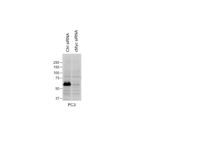 Human/Mouse c‑Myc Antibody AF3696
