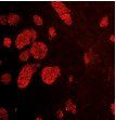 Mouse DPPA4 Antibody AF3730