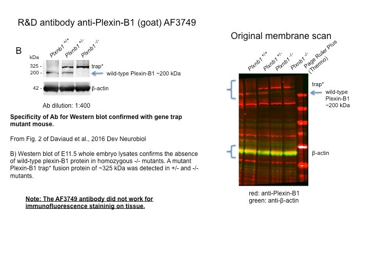 Human Plexin B1 Antibody AF3749