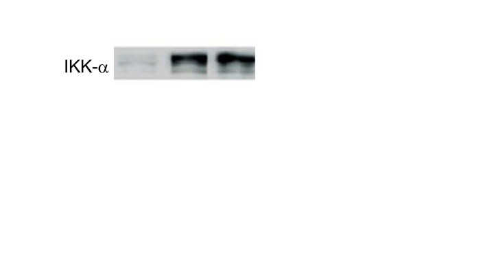 Human/Mouse/Rat IKK alpha  Antibody AF3768