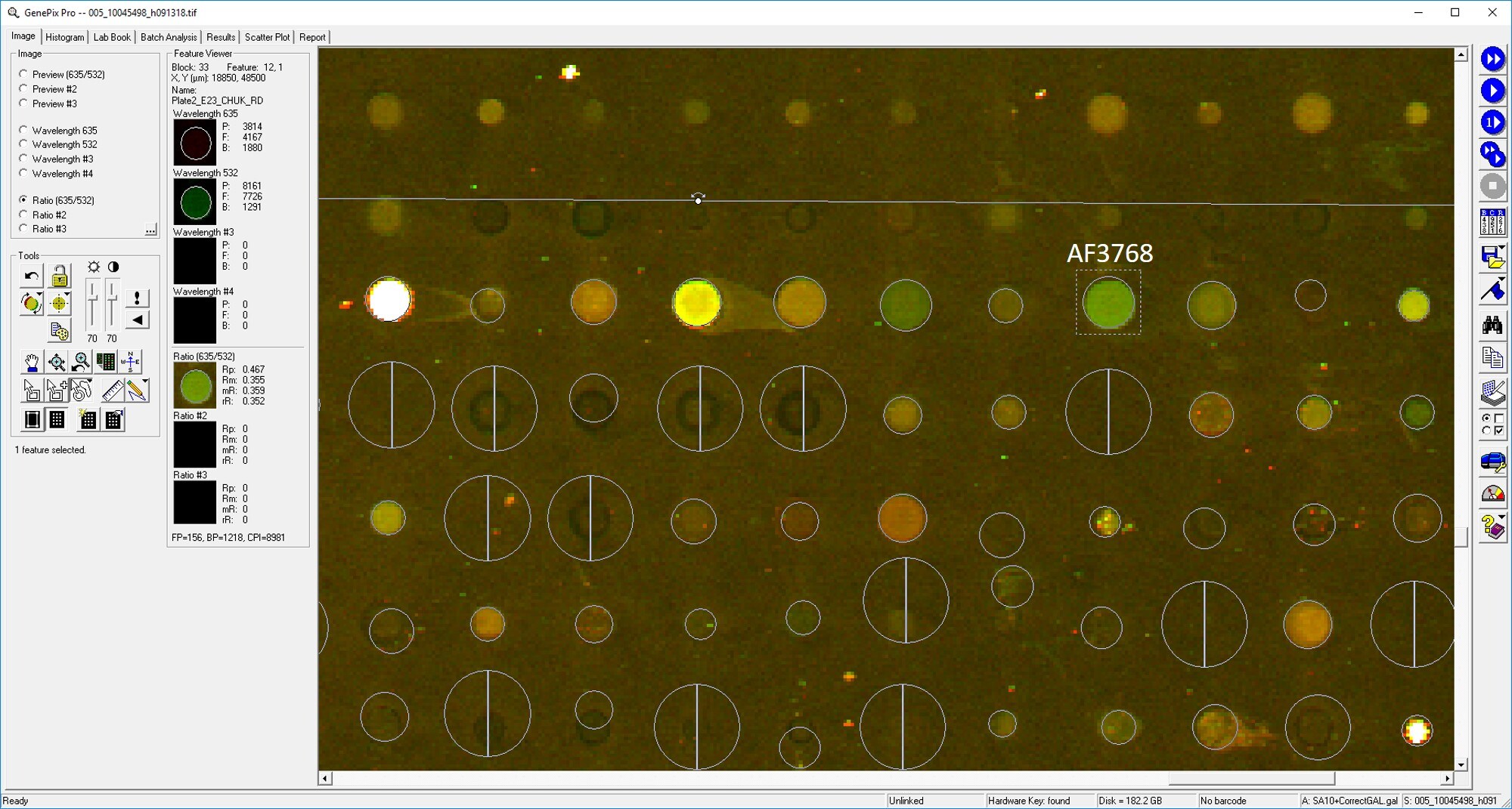 Human/Mouse/Rat IKK alpha  Antibody AF3768