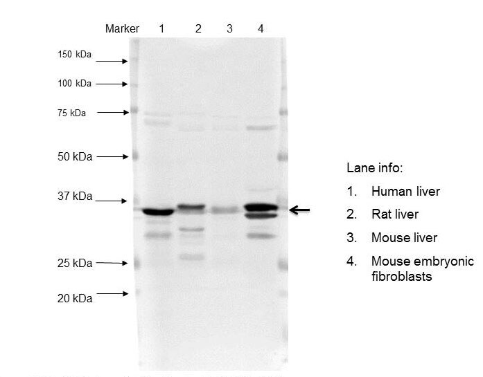 Human/Mouse/Rat Annexin A1 Antibody AF3770