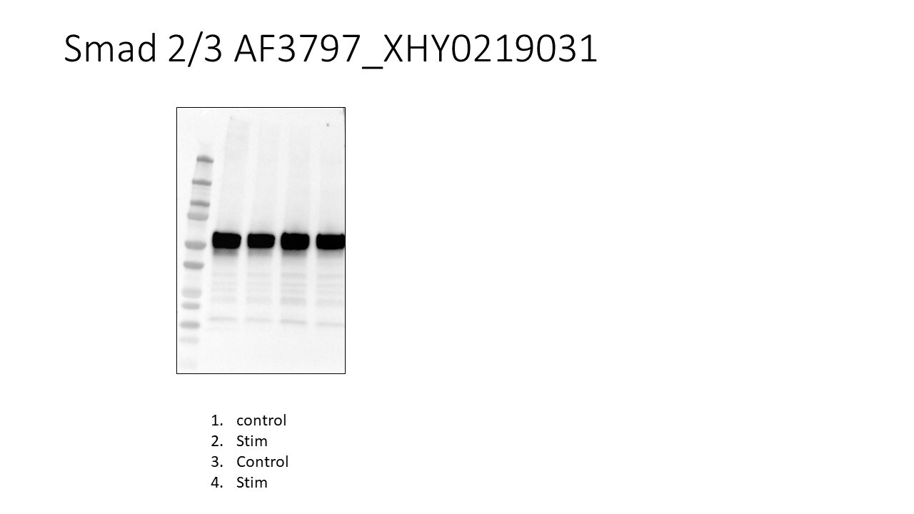 Human/Mouse Smad2/3 Antibody AF3797