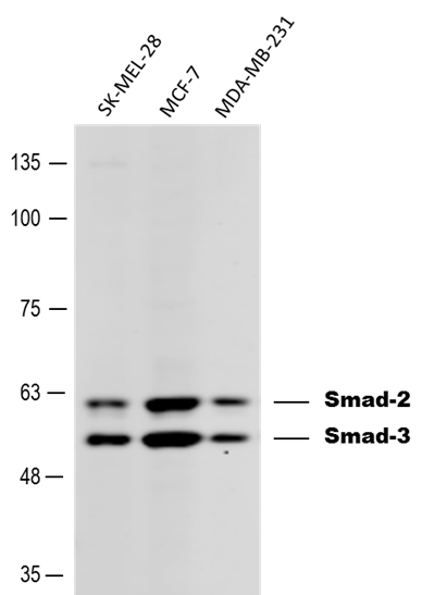 Human/Mouse Smad2/3 Antibody AF3797