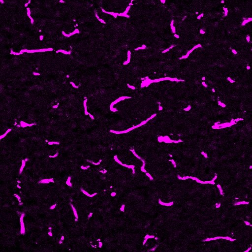 Mouse Laminin  alpha 4 Antibody AF3837