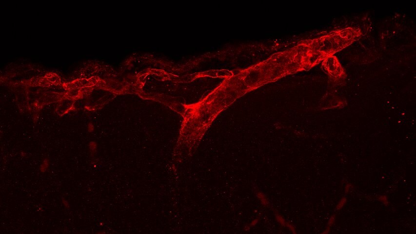 Mouse Laminin  alpha 4 Antibody AF3837