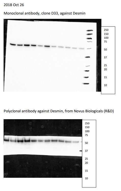 Human/Mouse Desmin Antibody AF3844
