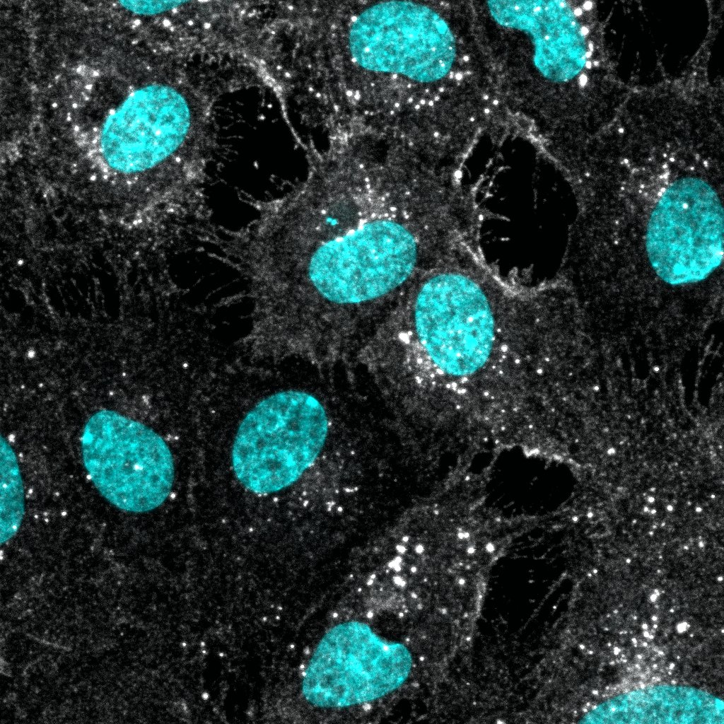 Human Neuropilin‑1 Antibody AF3870