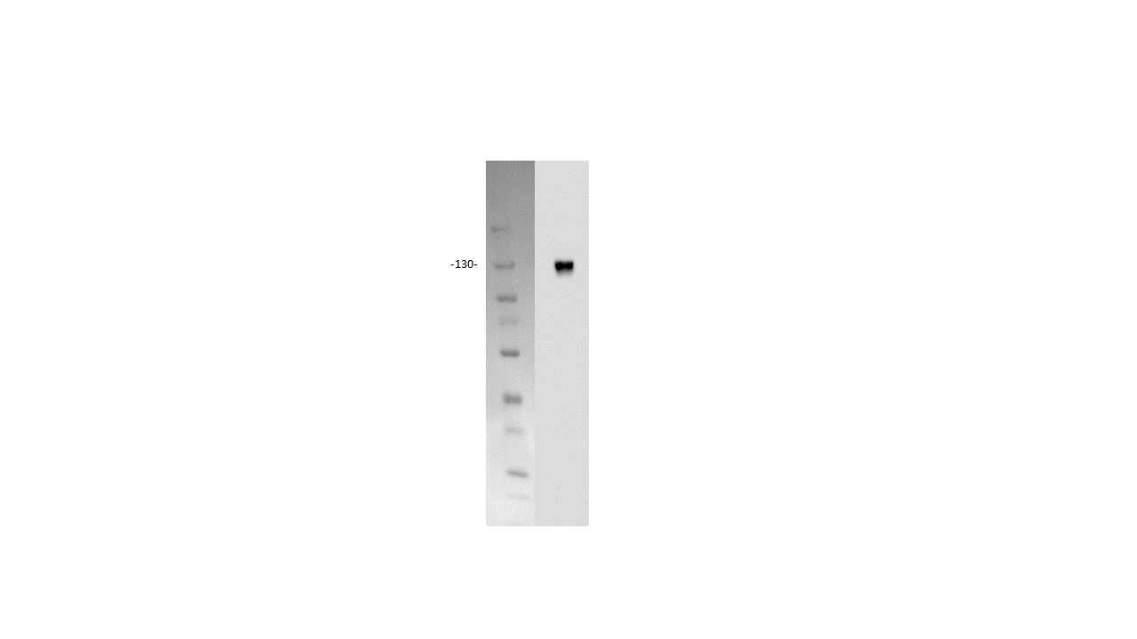 Human Neuropilin‑1 Antibody AF3870