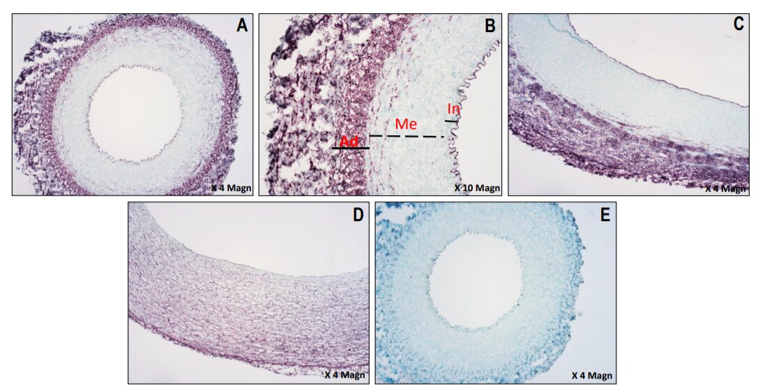Porcine CD34 Antibody AF3890