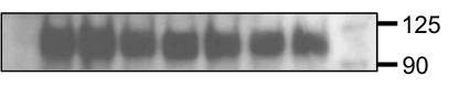 Human MuSK Antibody AF3904