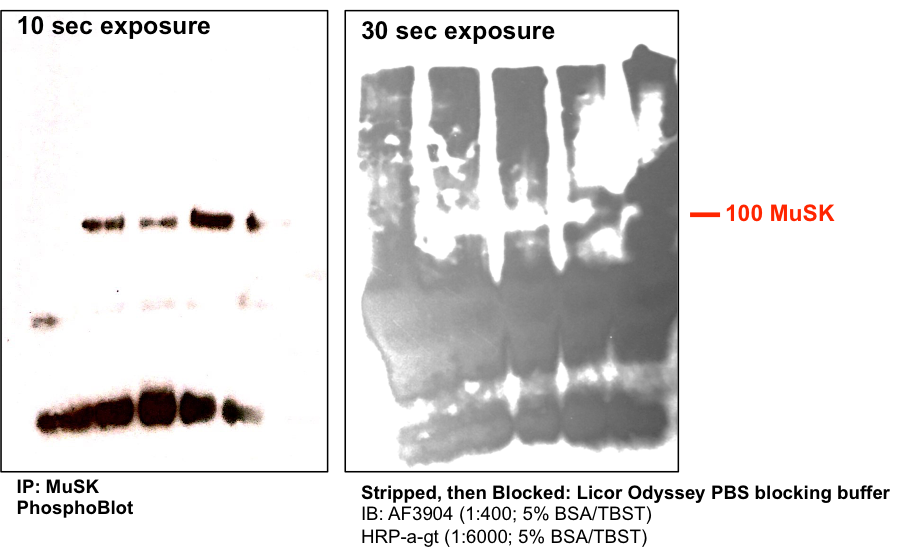 Human MuSK Antibody AF3904