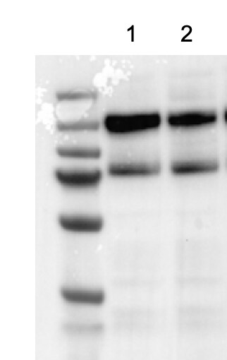 Human/Mouse Phospho-Tie‑2 (Y1102/Y1100) Antibody AF3909