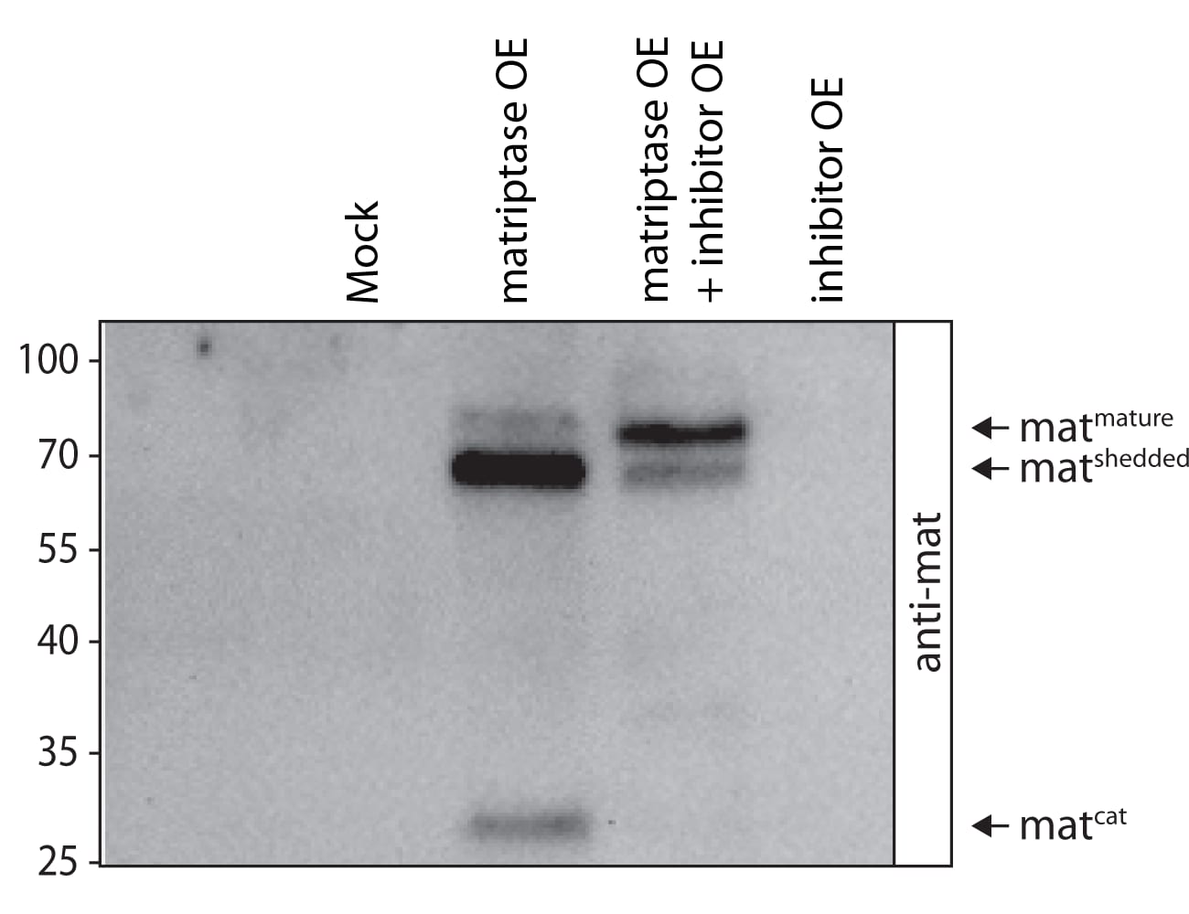 Human Matriptase/ST14 Catalytic Domain Antibody AF3946