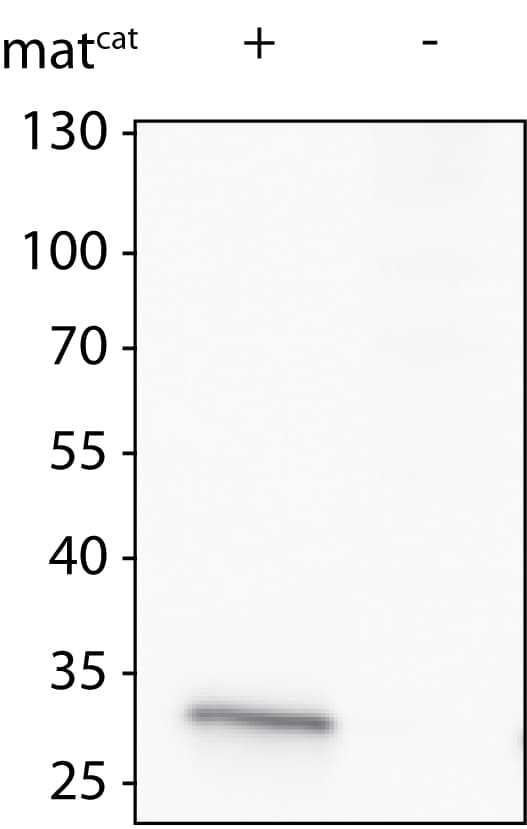 Human Matriptase/ST14 Catalytic Domain Antibody AF3946