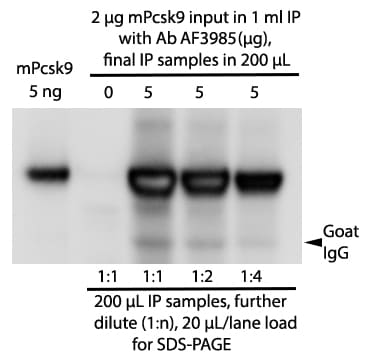 Mouse/Rat Proprotein Convertase 9/PCSK9 Antibody AF3985
