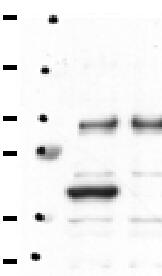Human/Mouse/Rat Phospho-PP2A (Y307), Catalytic Subunit Antibody AF3989