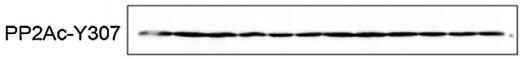 Human/Mouse/Rat Phospho-PP2A (Y307), Catalytic Subunit Antibody AF3989