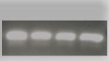 Human eIF2 alpha  Antibody AF3997