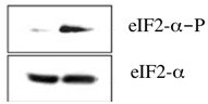 Human eIF2 alpha  Antibody AF3997
