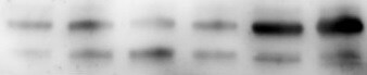 Human/Mouse/Rat GBL Antibody AF4004