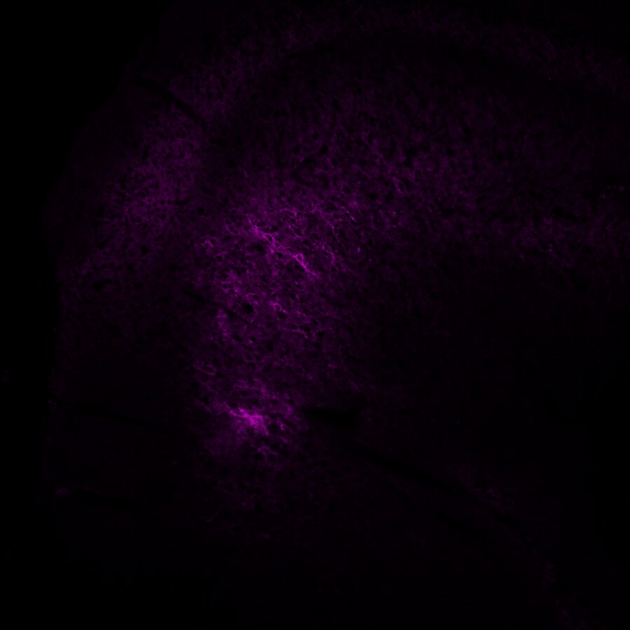 Human/Rat Brevican Antibody AF4009