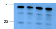 Human/Mouse/Rat BNIP3L Antibody AF4030