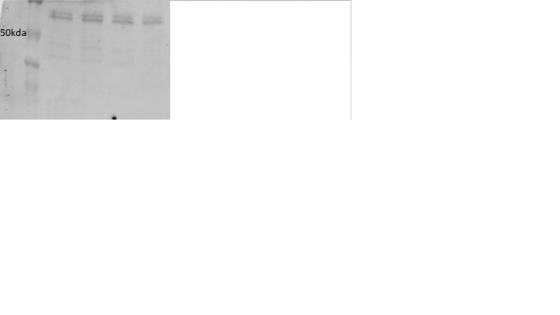Human/Mouse MYCL1/L‑Myc Antibody AF4050