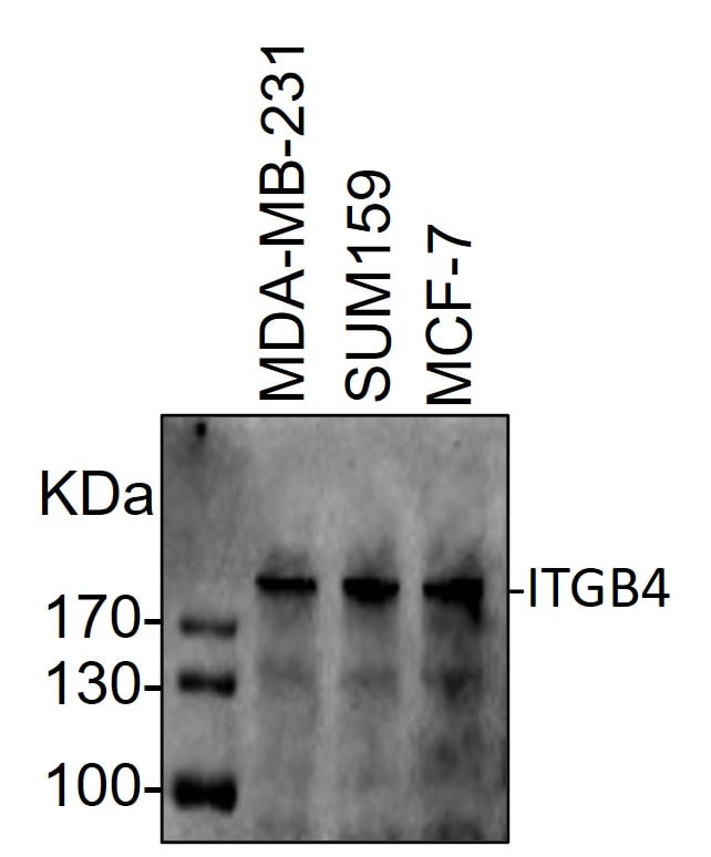 Mouse Integrin  beta 4/CD104 Antibody AF4054