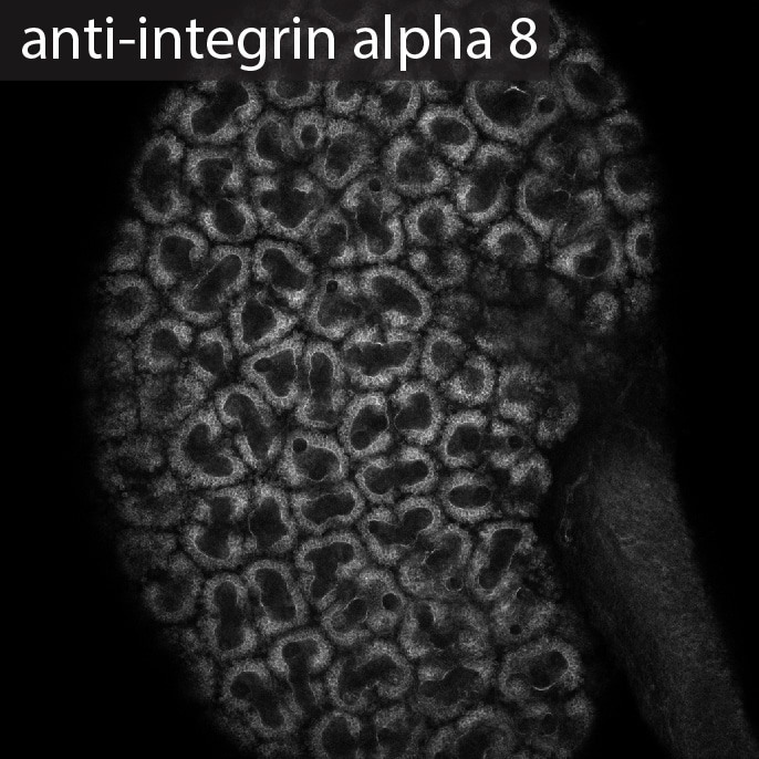 Mouse/Rat Integrin  alpha 8 Antibody AF4076