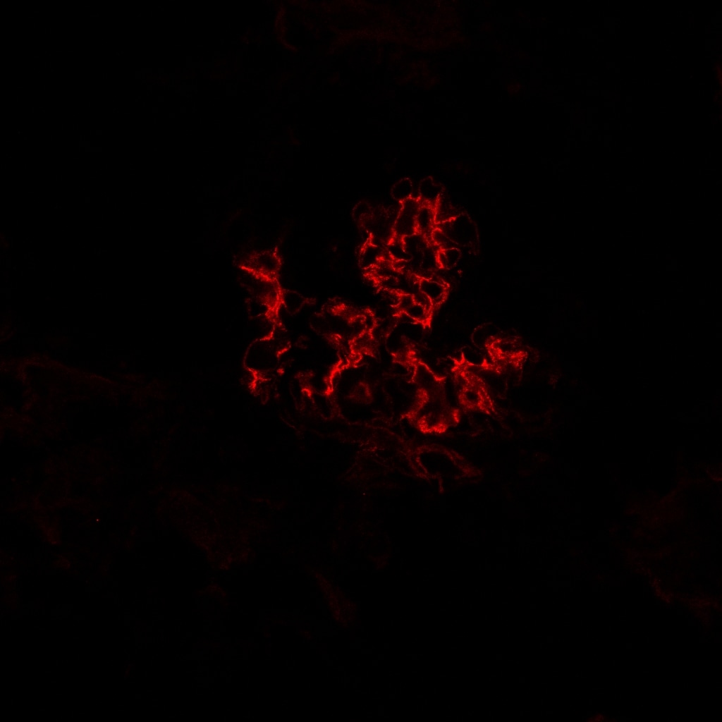 Mouse/Rat Integrin  alpha 8 Antibody AF4076
