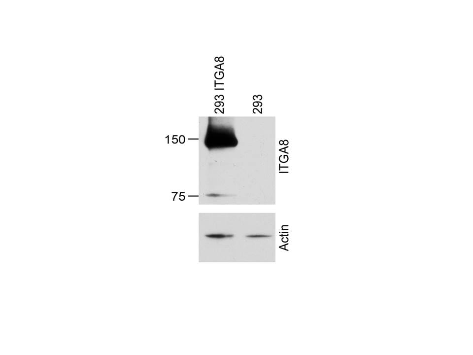 Mouse/Rat Integrin  alpha 8 Antibody AF4076