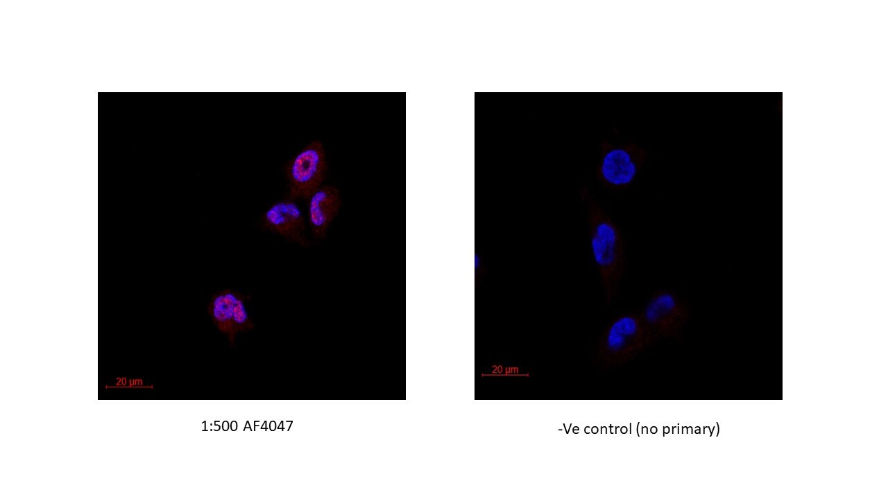 Human CSL Antibody AF4079