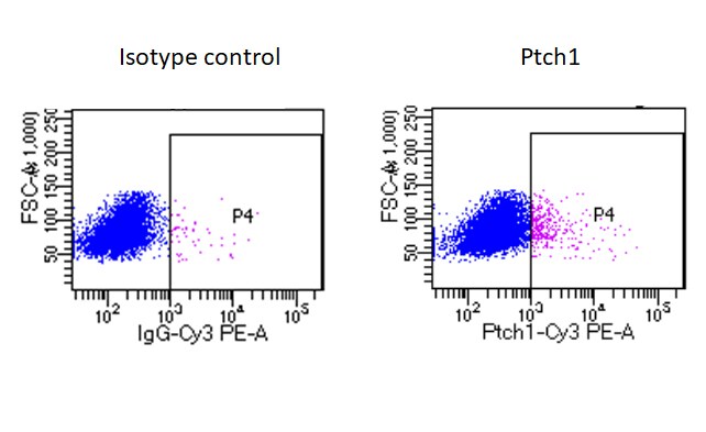 Mouse Patched 1/PTCH (First Extracellular Loop) Antibody AF4105