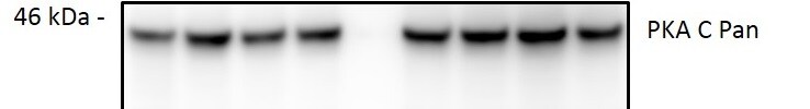 Human/Mouse/Rat PKA C Pan Specific Antibody AF4175
