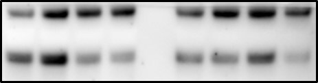 Human/Mouse/Rat PKA RI beta  Antibody AF4177