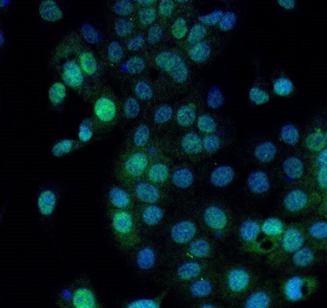 Human Mxi1 Antibody AF4185
